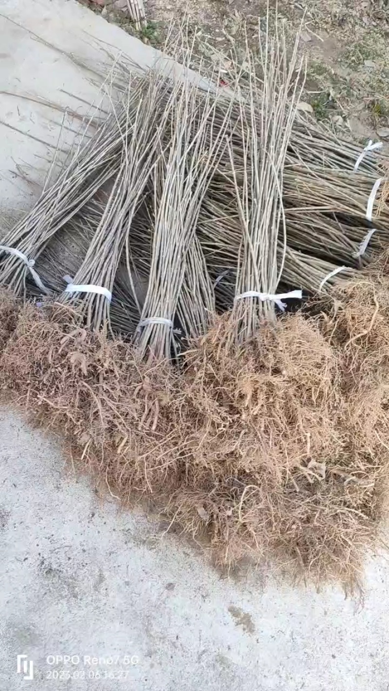 流苏小苗规格齐全量大从优，全国发货欢迎电话联系