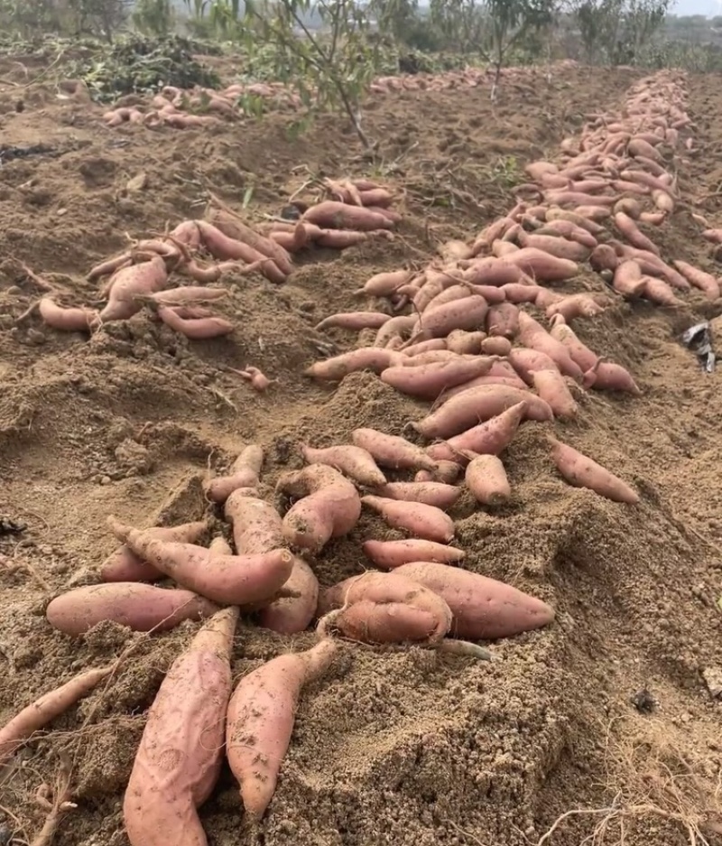 【放心购买】河北烟薯正宗烟薯25万亩基地持续供应