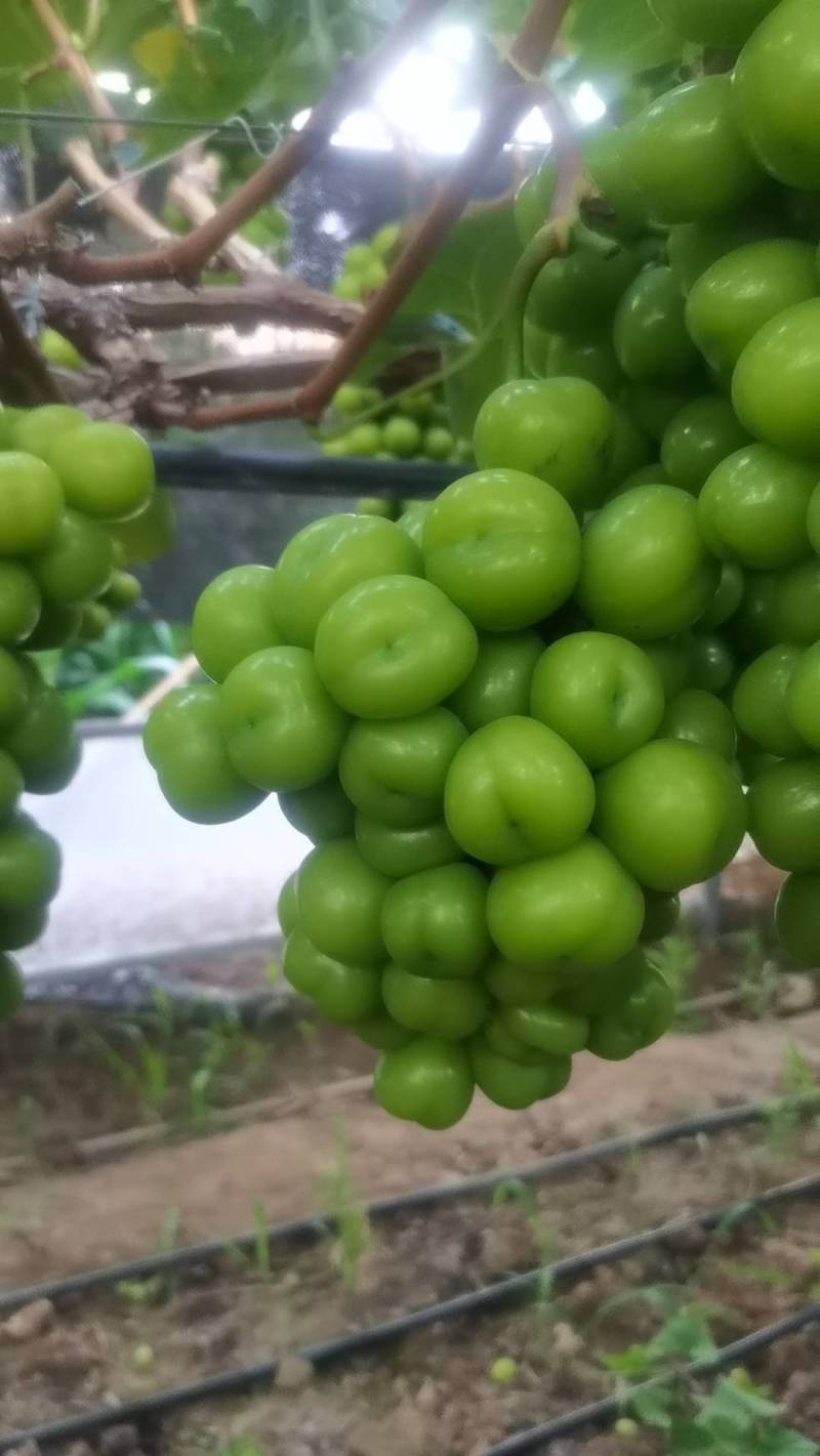 阳光玫瑰葡萄