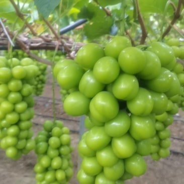 阳光玫瑰葡萄