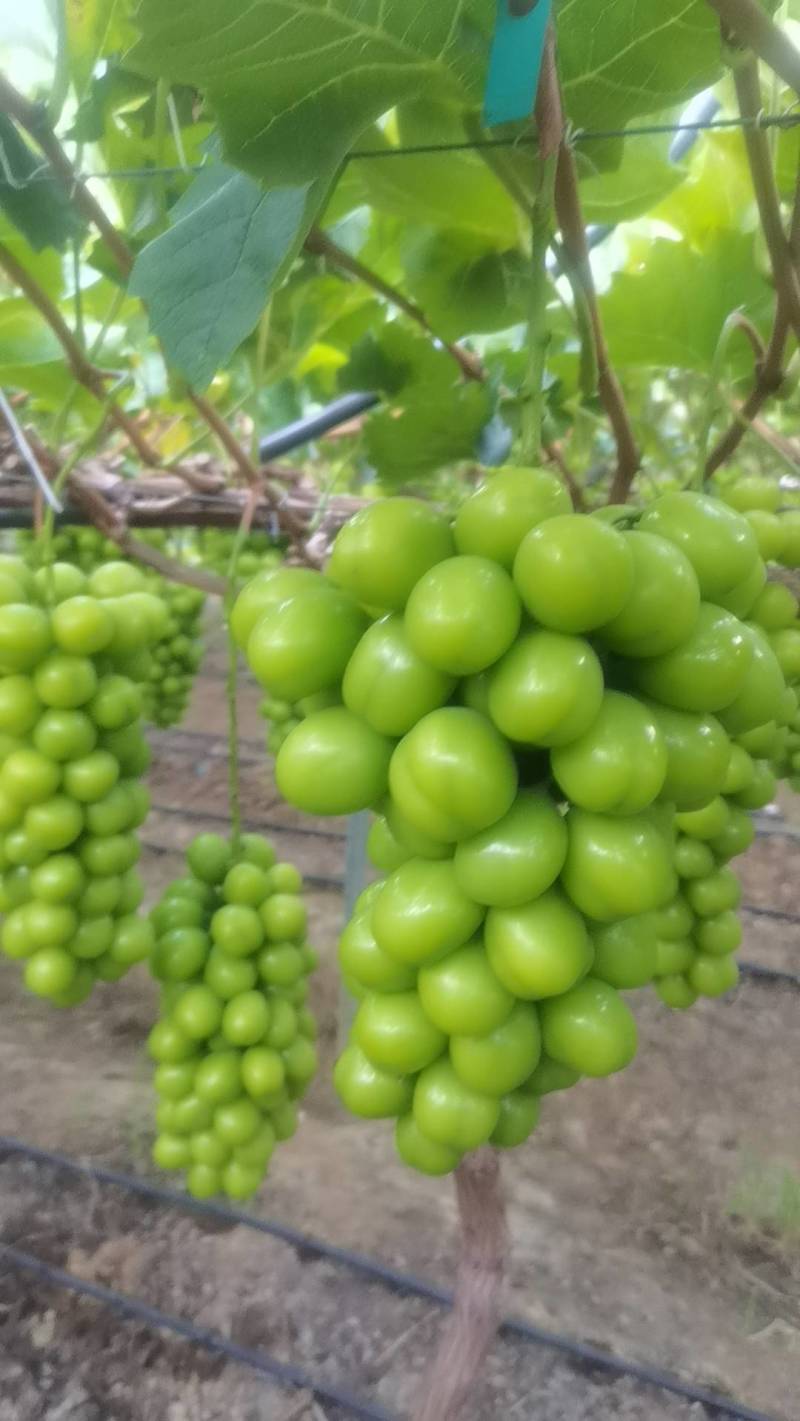 阳光玫瑰葡萄