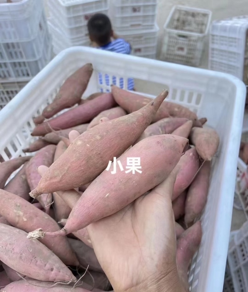 烟薯河北烟薯25基地直发品质保证代发全国市场电商