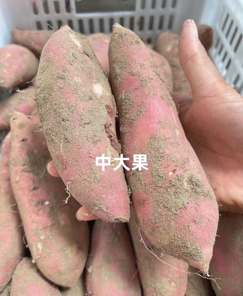 烟薯河北烟薯25基地直发品质保证代发全国市场电商