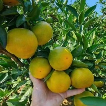 云南特早蜜橘大量上市中，无渣无核皮薄汁多，果型好，