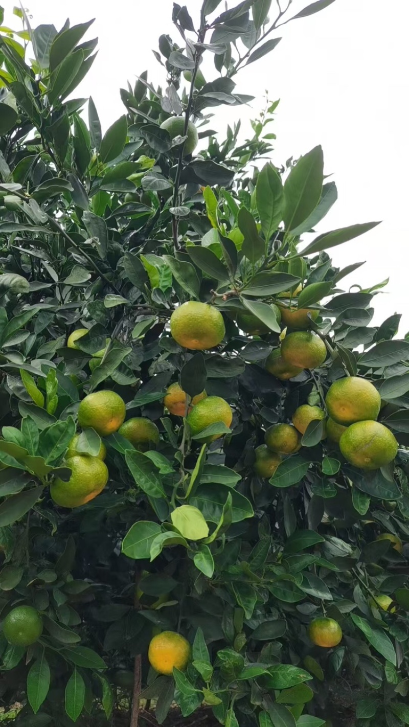 云南特早蜜橘大量上市中，无渣无核皮薄汁多，果型好，
