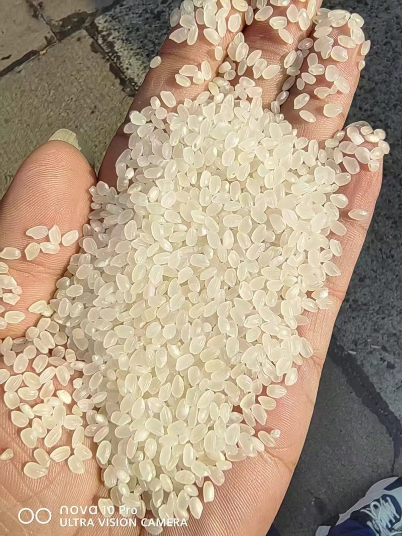 沈阳国标一级珍珠米1.87（含彩包）上门现货现提