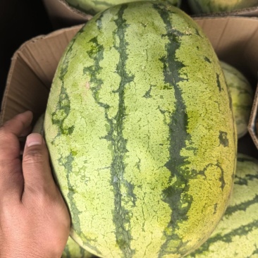 精品西瓜皮薄肉甜