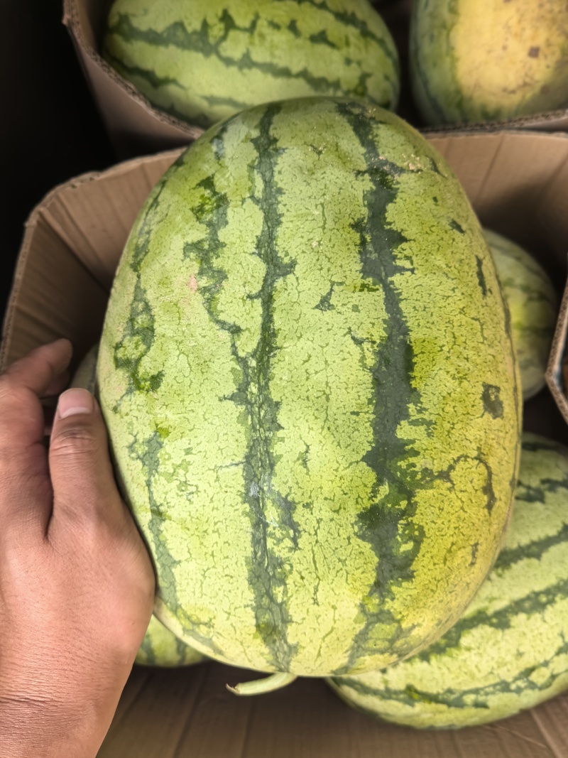 精品西瓜皮薄肉甜