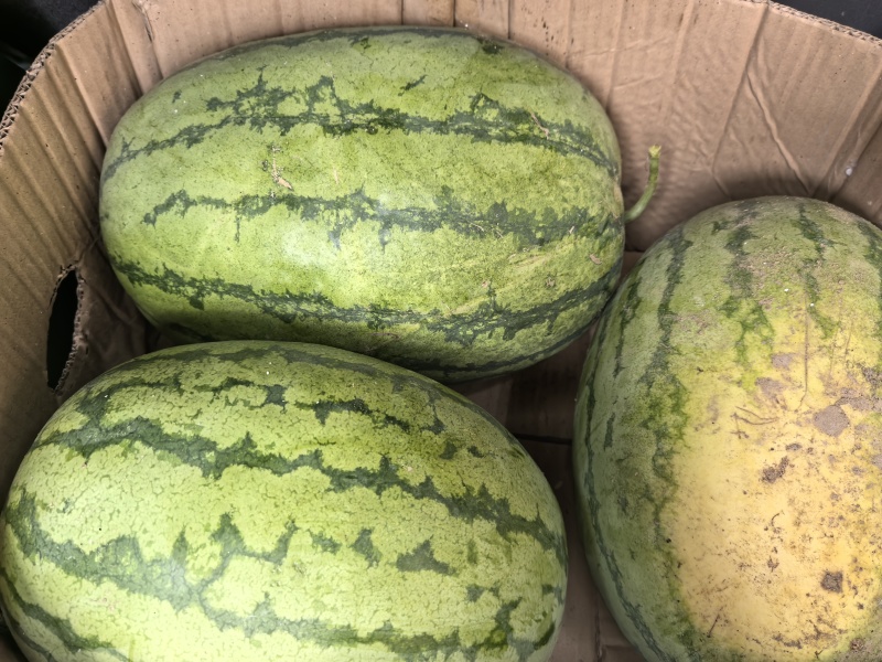 精品西瓜皮薄肉甜