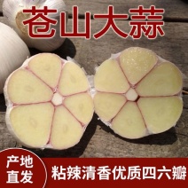 山东苍山正宗四六瓣大蒜原产地直销品质保证