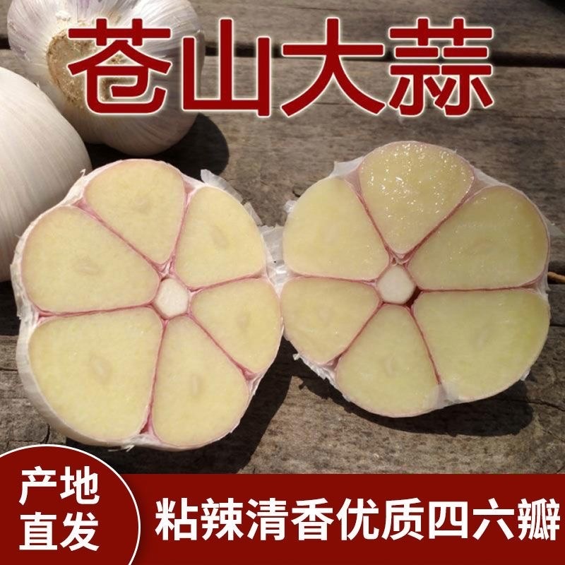 山东苍山正宗四六瓣大蒜原产地直销品质保证