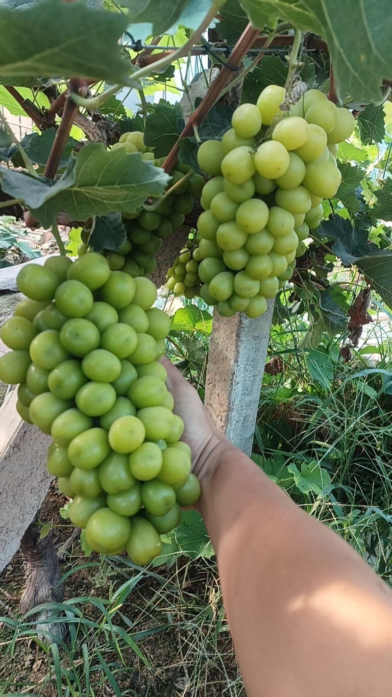 阳光玫瑰