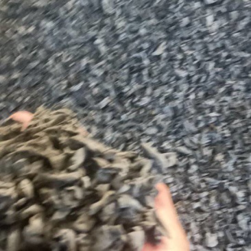东北黑木耳
