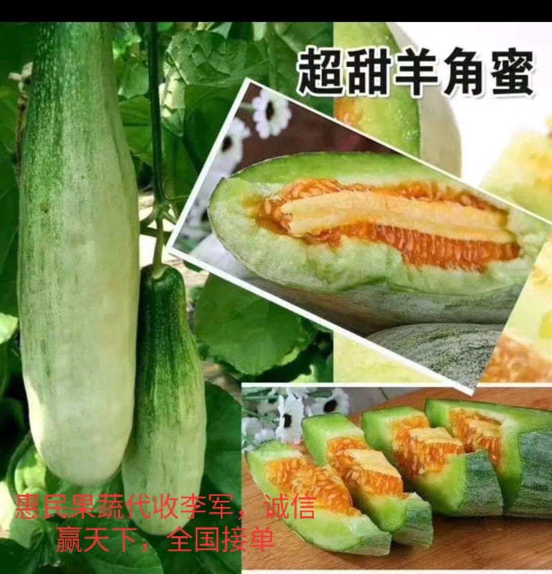（实力代收）️博洋9甜瓜，博洋九甜瓜基，对接商超全国接单
