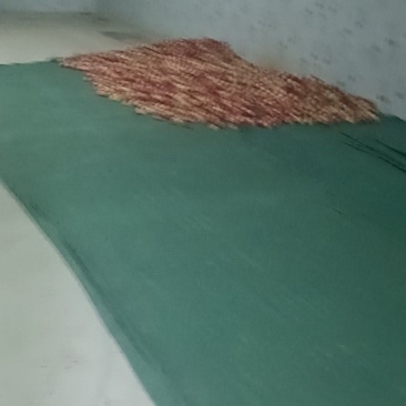 珍珠枣油桃