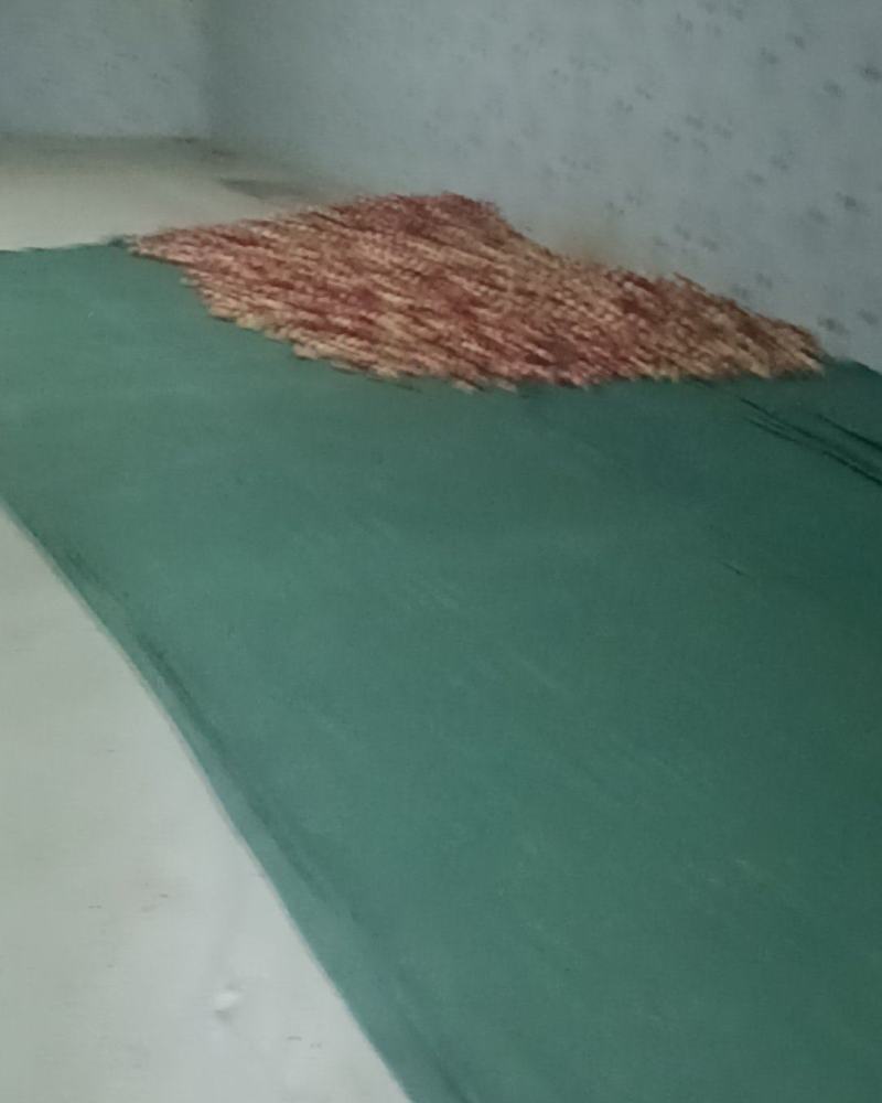 珍珠枣油桃