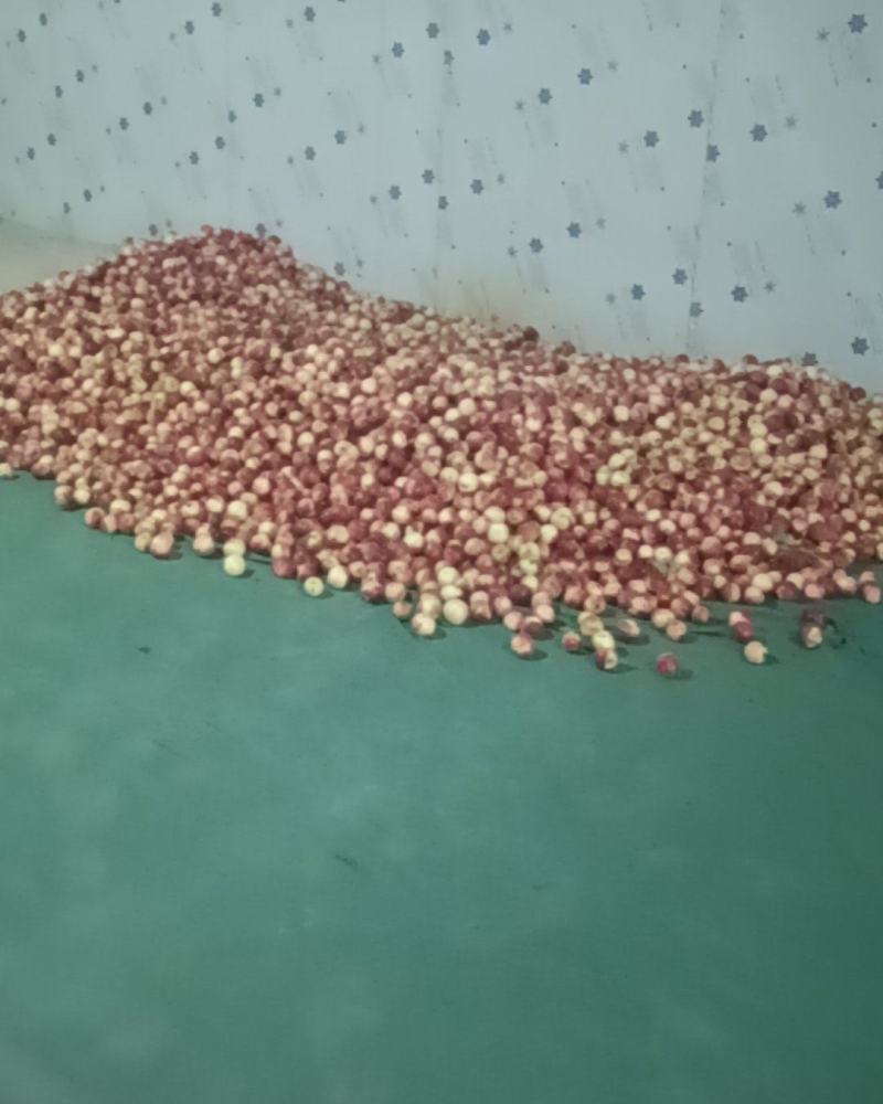 珍珠枣油桃