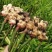 【热卖中】广西百色大肉姜一手货源自家种植物美价廉批发