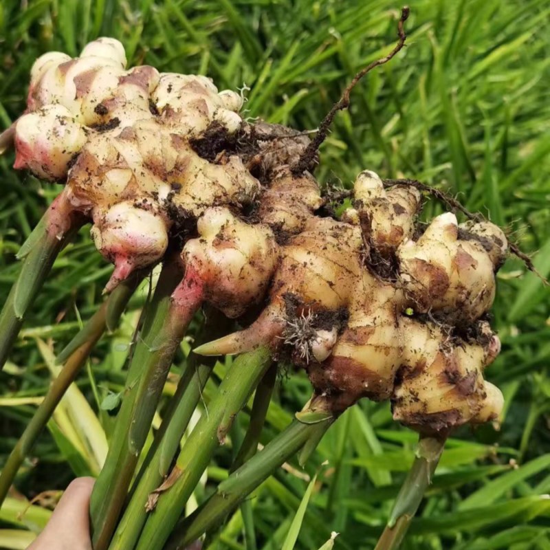 【热卖中】广西百色大肉姜一手货源自家种植物美价廉批发