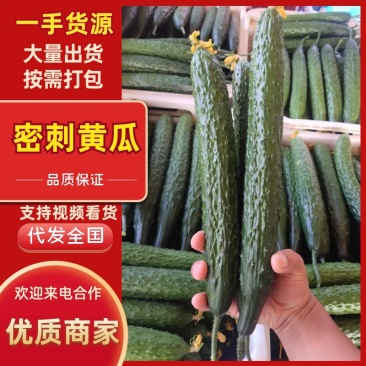 【密刺黄瓜】山东莘县精品黄瓜货源可对接全国支持视频看货