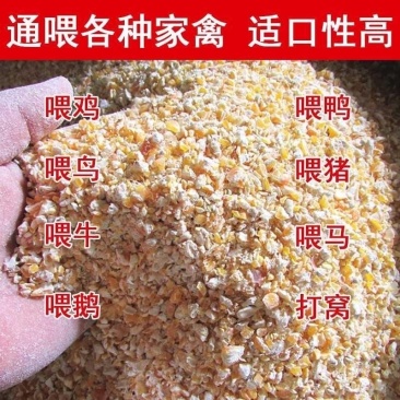 碎玉米鸡鸭鹅养殖饲料