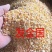 碎玉米鸡鸭鹅养殖饲料