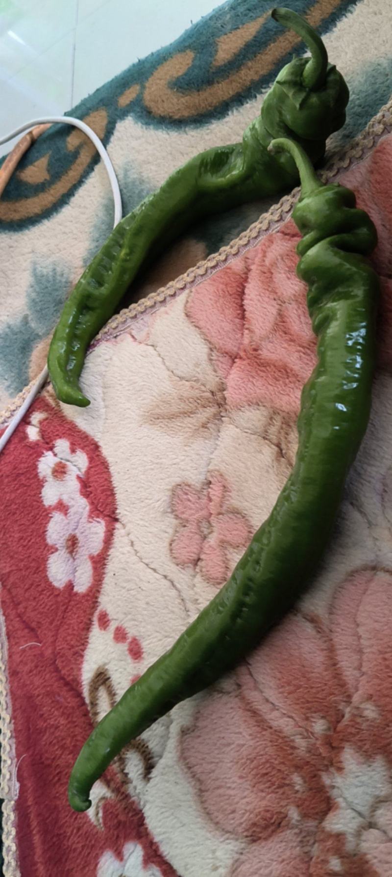 辣椒