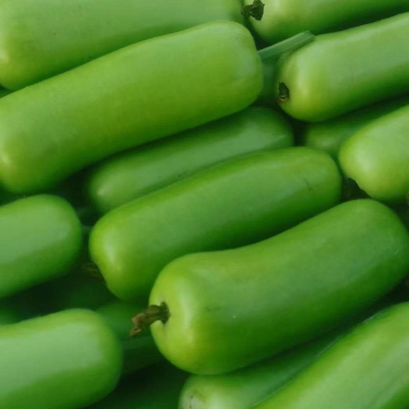 河南瓠瓜，规模种植，价格低。视频看货，线上保障交易。