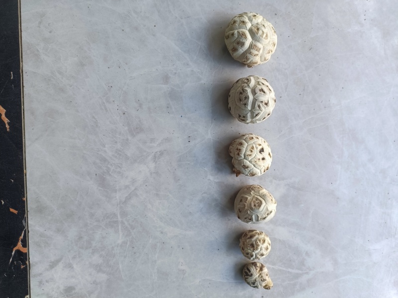 精品花菇