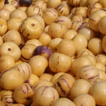 云南石林人生果一件代发包邮