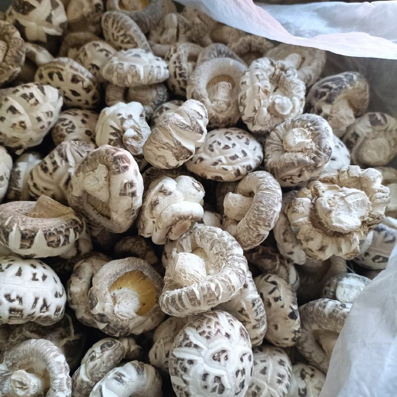 精品花菇