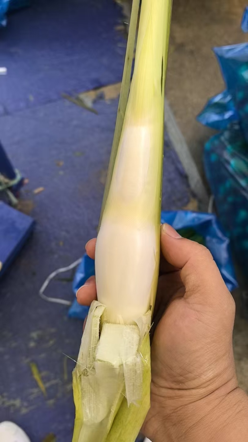 茭白大别山单季茭白美人茭基地直发可以视频看货价格实惠