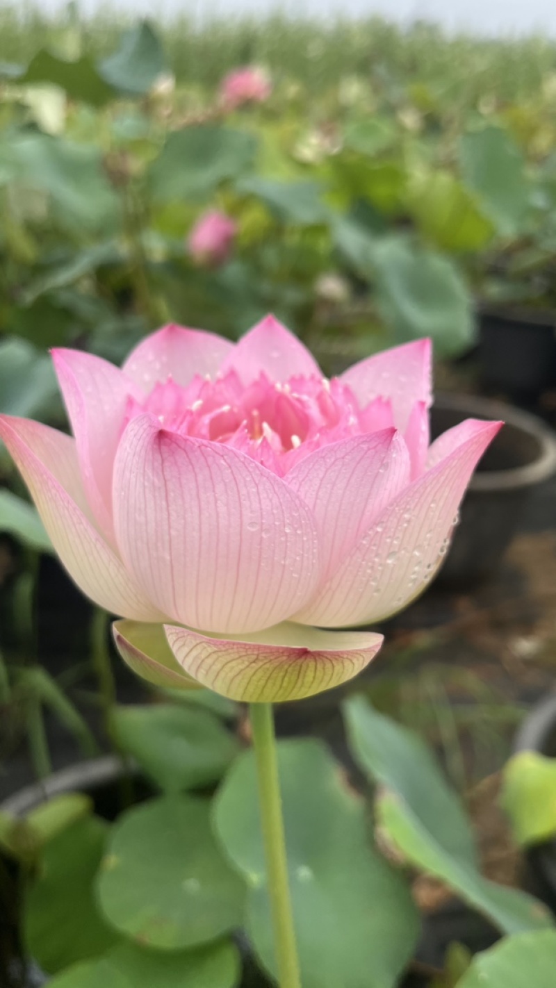 荷花一清雅（种藕）包对版