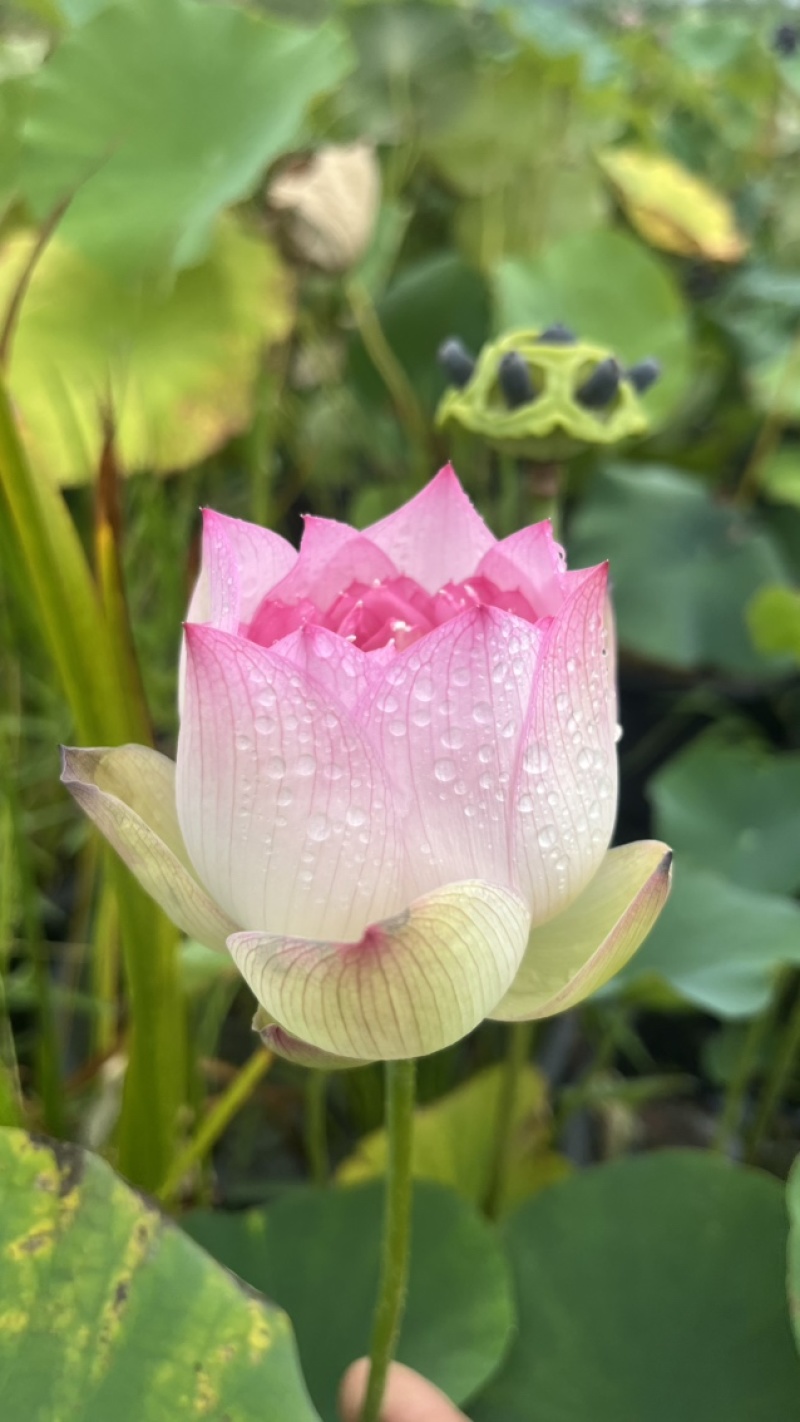 荷花一清雅（种藕）包对版