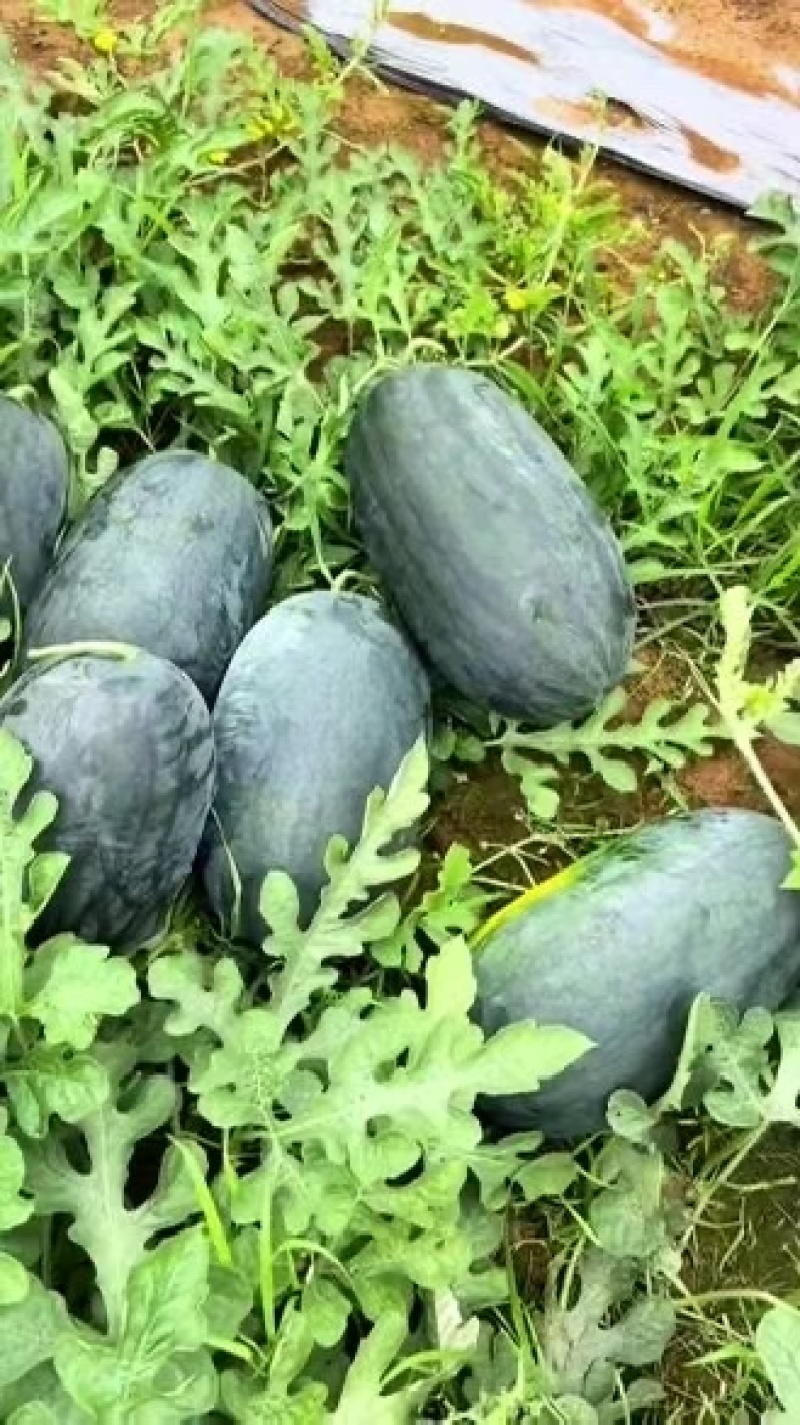 江永西瓜，味甜汁多，品质保证，品种多源化。