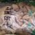 走马胎批发零售量大优惠