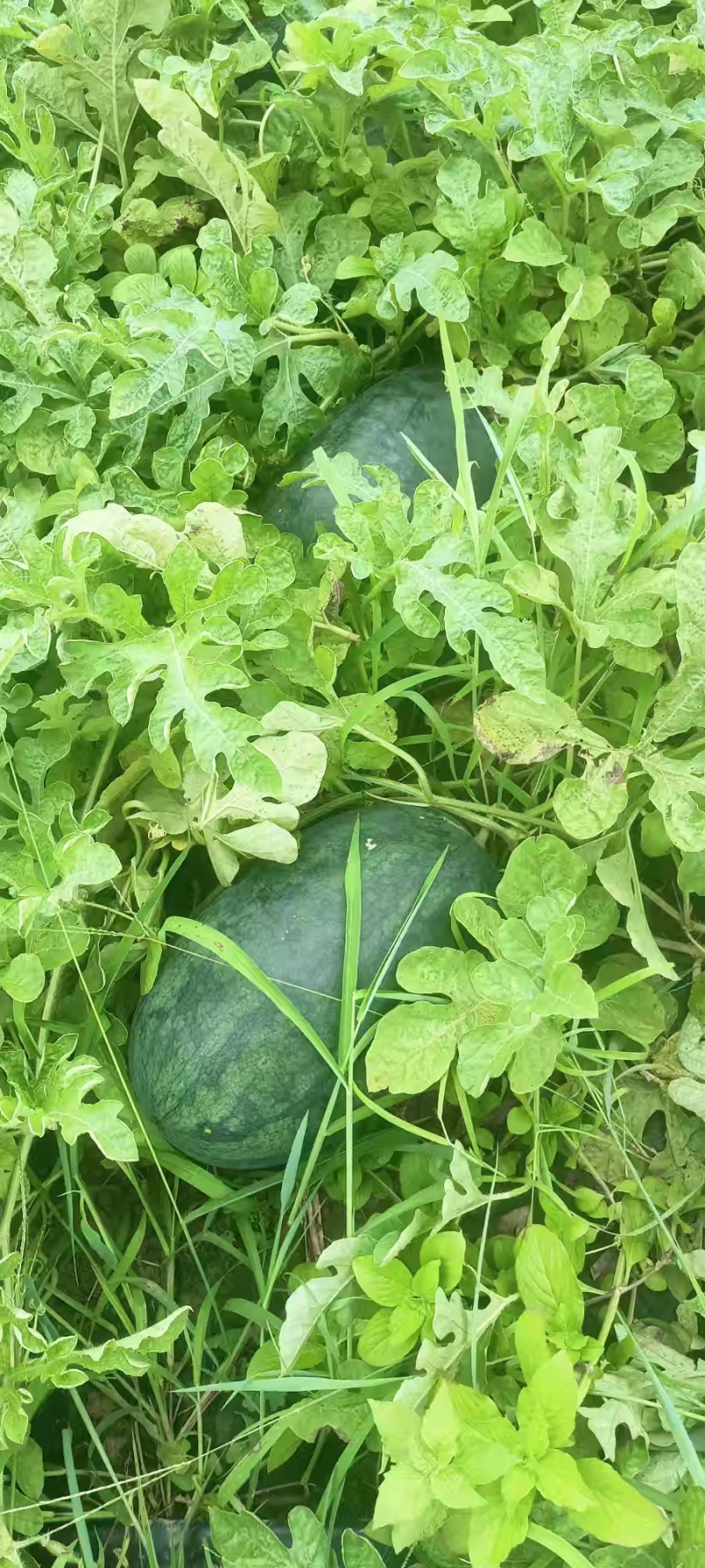 江永西瓜，味甜汁多，品质保证，品种多源化。