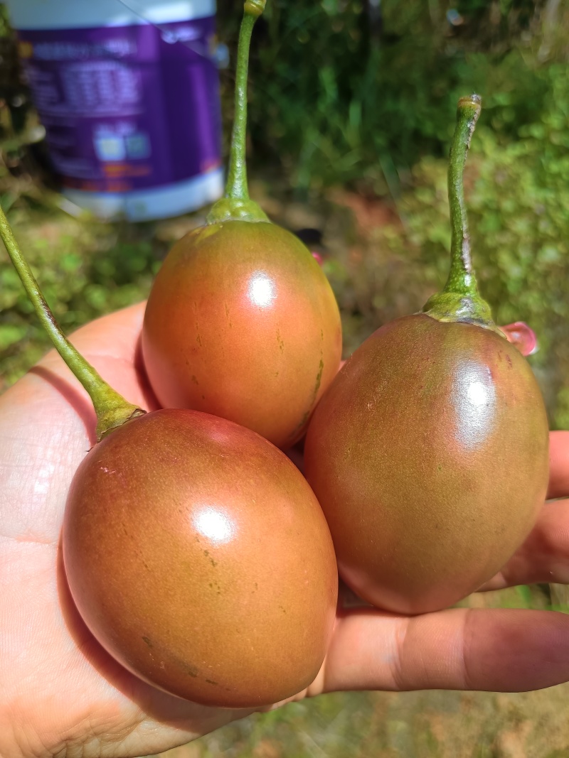 大树番茄