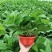 绿萝盆栽大叶花卉吊篮植物盆栽除甲醛净化空气绿植盆栽基地直