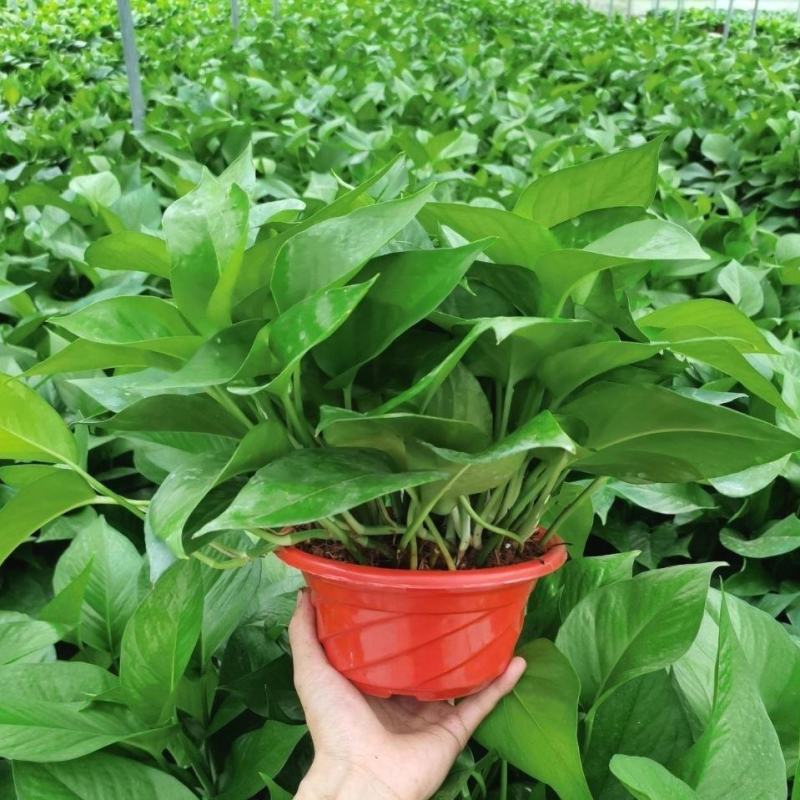 绿萝盆栽大叶花卉吊篮植物盆栽除甲醛净化空气绿植盆栽基地直