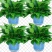 绿萝盆栽大叶花卉吊篮植物盆栽除甲醛净化空气绿植盆栽基地直