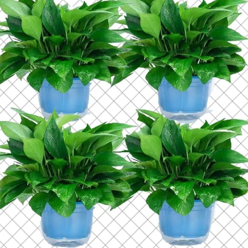 绿萝盆栽大叶花卉吊篮植物盆栽除甲醛净化空气绿植盆栽基地直