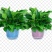 绿萝盆栽大叶花卉吊篮植物盆栽除甲醛净化空气绿植盆栽基地直