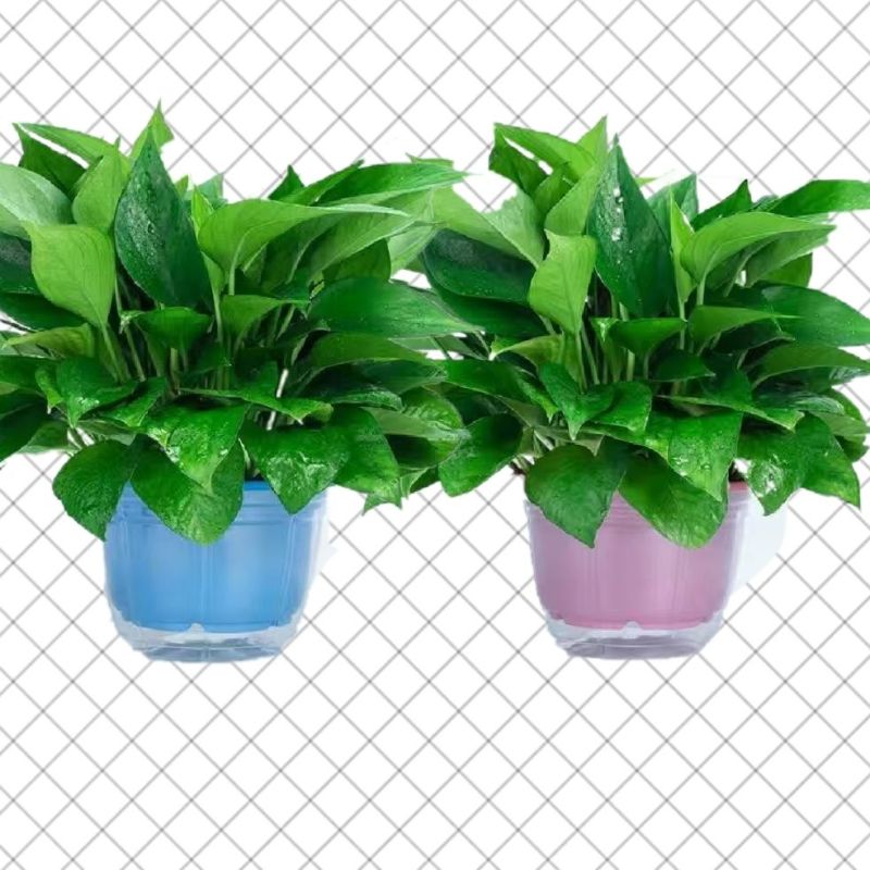 绿萝盆栽大叶花卉吊篮植物盆栽除甲醛净化空气绿植盆栽基地直