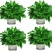 绿萝盆栽大叶花卉吊篮植物盆栽除甲醛净化空气绿植盆栽基地直