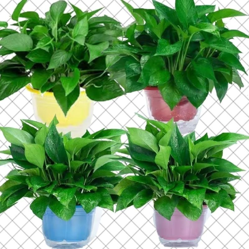 绿萝盆栽大叶花卉吊篮植物盆栽除甲醛净化空气绿植盆栽基地直