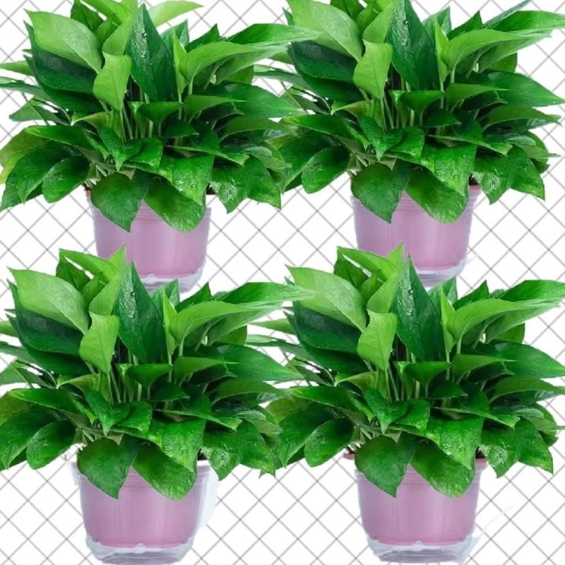 绿萝盆栽大叶花卉吊篮植物盆栽除甲醛净化空气绿植盆栽基地直