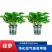绿萝盆栽大叶花卉吊篮植物盆栽除甲醛净化空气绿植盆栽基地直