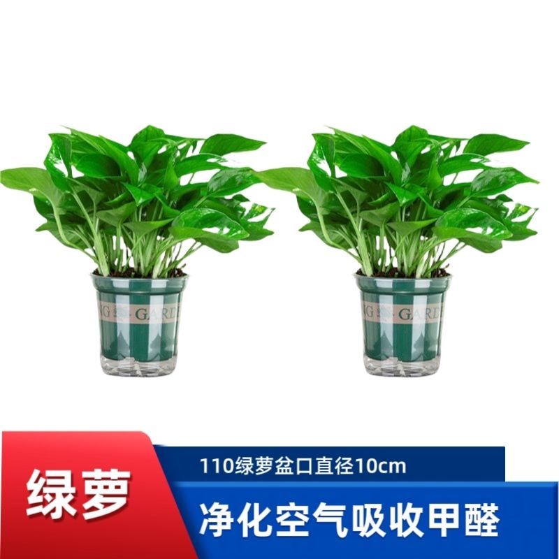 绿萝盆栽大叶花卉吊篮植物盆栽除甲醛净化空气绿植盆栽基地直
