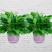 绿萝盆栽大叶花卉吊篮植物盆栽除甲醛净化空气绿植盆栽基地直